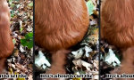 Funny Video : Waldbrandstifter