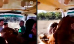 Lustiges Video : Große Kuschelmieze