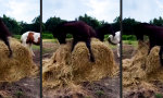 Funny Video : Einen Packen Pferdeminze entdeckt
