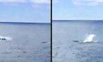 Lustiges Video : Mit jedem Bauchklatscher lernt man dazu
