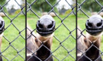 Lustiges Video : “E.T. durch den Zaun telefonieren”