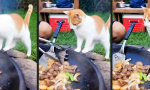 Lustiges Video : Kleine Grillbeilage