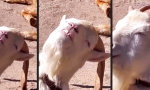 Funny Video : Ziege im Schlaraffenland
