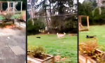 Der Garten muss verteidigt werden