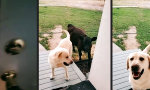 Funny Video - Der neue Spielkamerad