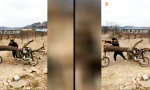 Lustiges Video : Rahmen aus dem Wald