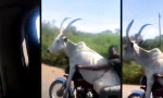 Funny Video - Kein Anhänger, kein Problem