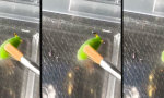 Funny Video - Eingebauter Rotor, Serie