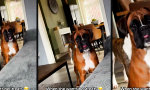 Movie : Trainiert. Aber nicht der Hund.