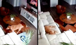 Funny Video : Was der Hund macht, wenn keiner hinschaut