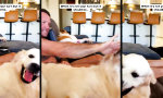 Lustiges Video : Couch-Privileg trifft Bodenfraktion