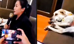 Funny Video : Die Kehrseite der Treue ist Anwesenheitspflicht