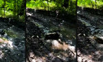 Movie : Für schottische Moore gezüchtet, im Forstweg paniert