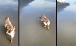 Lustiges Video : Schnauzenkontakt am Spülsaum
