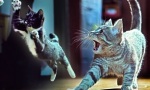 Movie : Kitties On The Beat