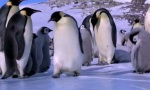 Pinguine haben es nicht leicht