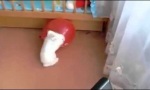 Funny Video - Wo sich Hase und Ballon gute Nacht sagen