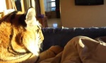Funny Video - Guten Morgen Tiger
