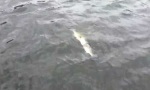 Lustiges Video : Fishception