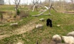Funny Video : Gans vs Gorilla