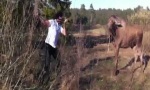 Movie : Moose vs Man