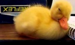 Movie : Tired Duckling