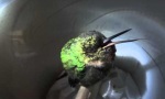 Schnarchender Kolibri