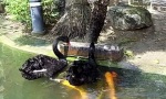 Lustiges Video - Seltsame Fütterung
