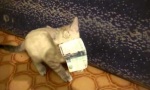 Geldgeile Pussy