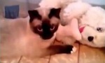 Katzen-Teleportation
