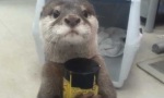 Otter am Automaten