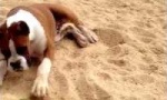 Lustiges Video : Hund vs Zitrone