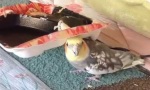 Lustiges Video : Glücklicher Vogel