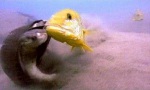 Fisch vs Schildkröte