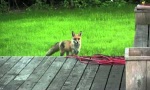 Funny Video : What does the Fox say?