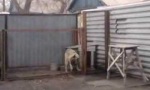 Lustiges Video : Modern Dogging