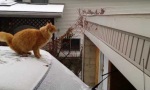 Lustiges Video : Katze auf schwieriger Mission