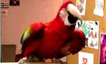 Movie : Dance Like no Parrot is Watching