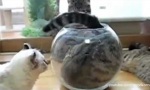 Funny Video - Wenn´s passt dann passt´s