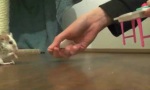 Lustiges Video : Wie man Mäusen das Rückwärtslaufen beibringt