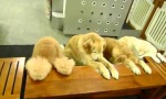 Lustiges Video : Hunde mit Tischmanieren